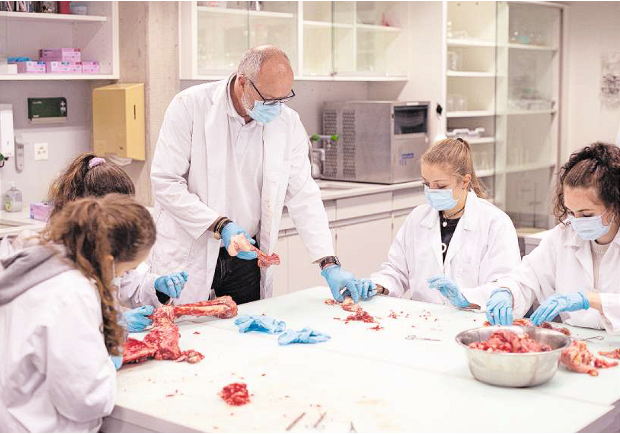 Remo Flüeler und seine Schüeler präparieren ein Löwenskelett