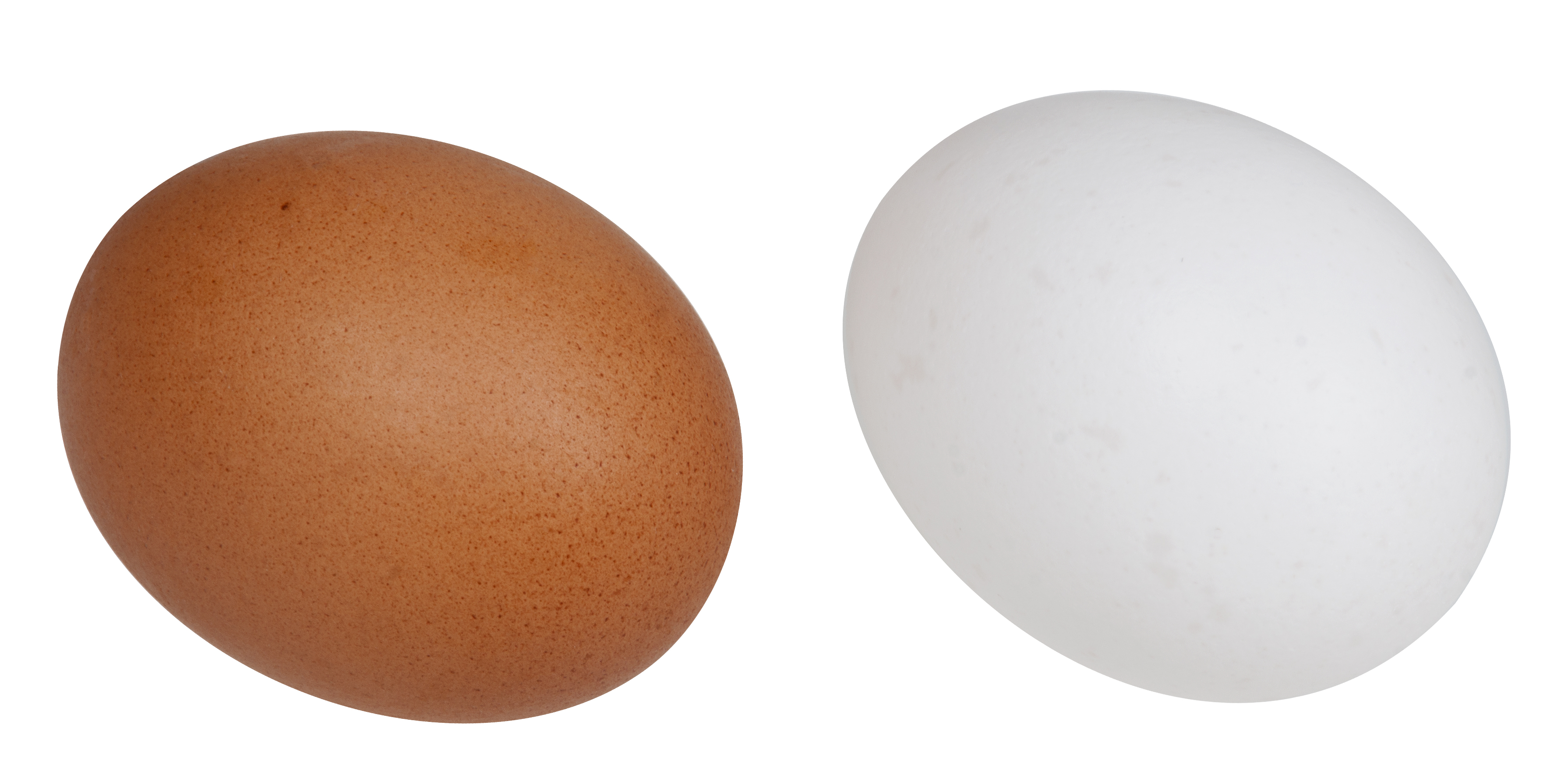 A brown and white chicken egg by Even-Amos
