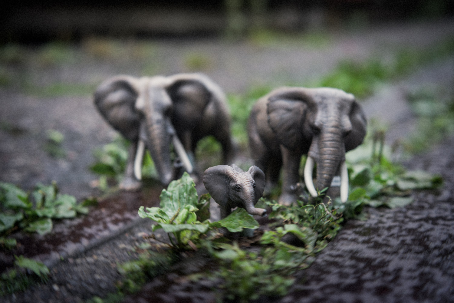 Elefanten — Michel Gilgen, Urban Jungle