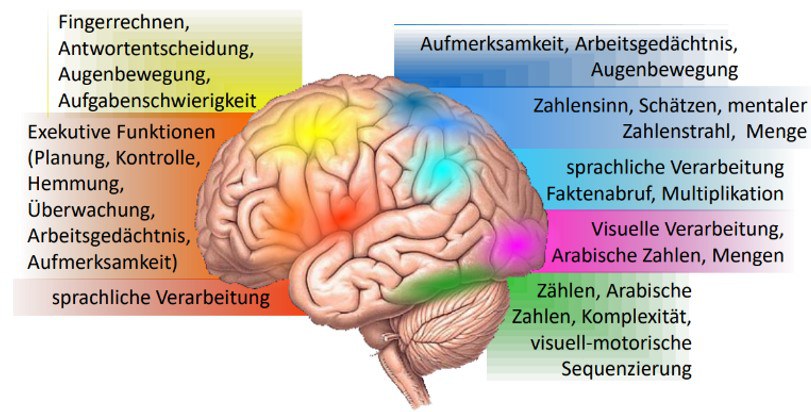 Abbildung 4: Neuronales Netzwerk des Rechnens