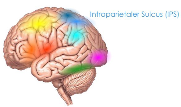 Abbildung 2: Neuronales Netzwerk des Rechnens,