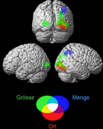 Abbildung 3: Mengenverarbeitung im Gehirn, Abbildung aus der Präsentation von Karin Kulcan, Folie 14.
