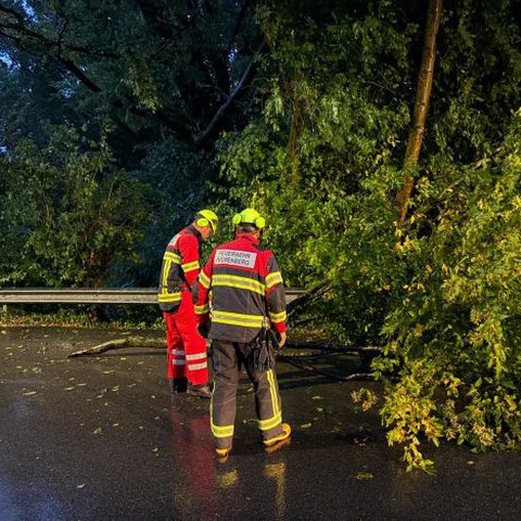 Mannschaft vor Baum_web.jpg