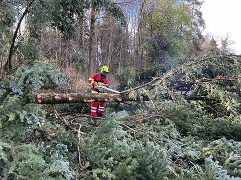 Baum zu bergen