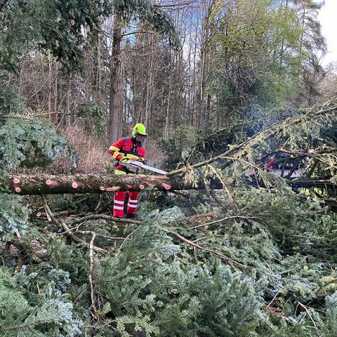 Baum zu bergen