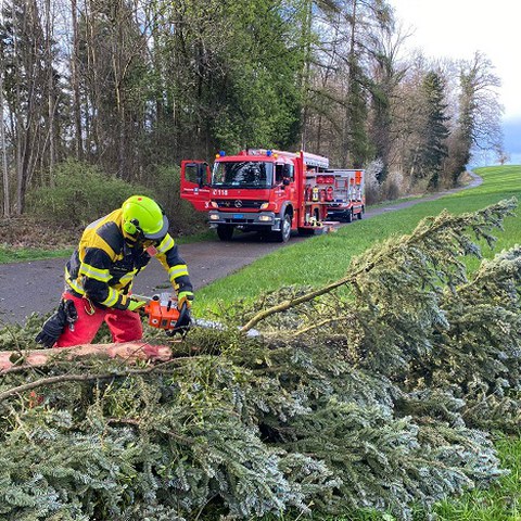 Baum ist zu bergen