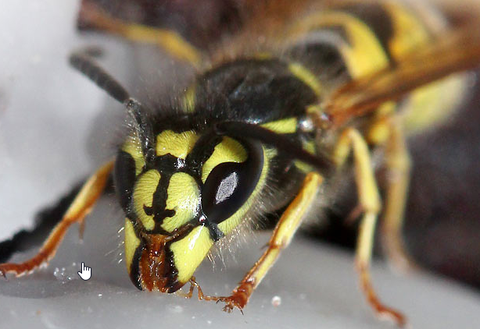 #9: Wespen zu entfernen #9: Wespen zu entfernen