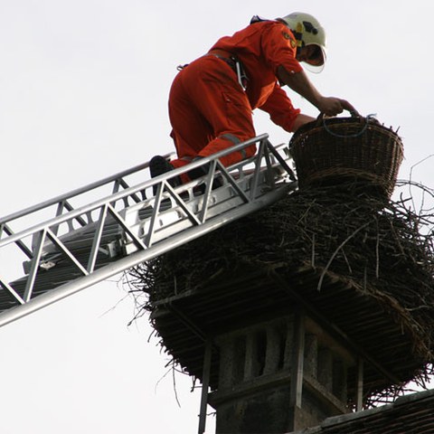 Storch beringen 4