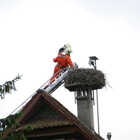 Storch beringen 5