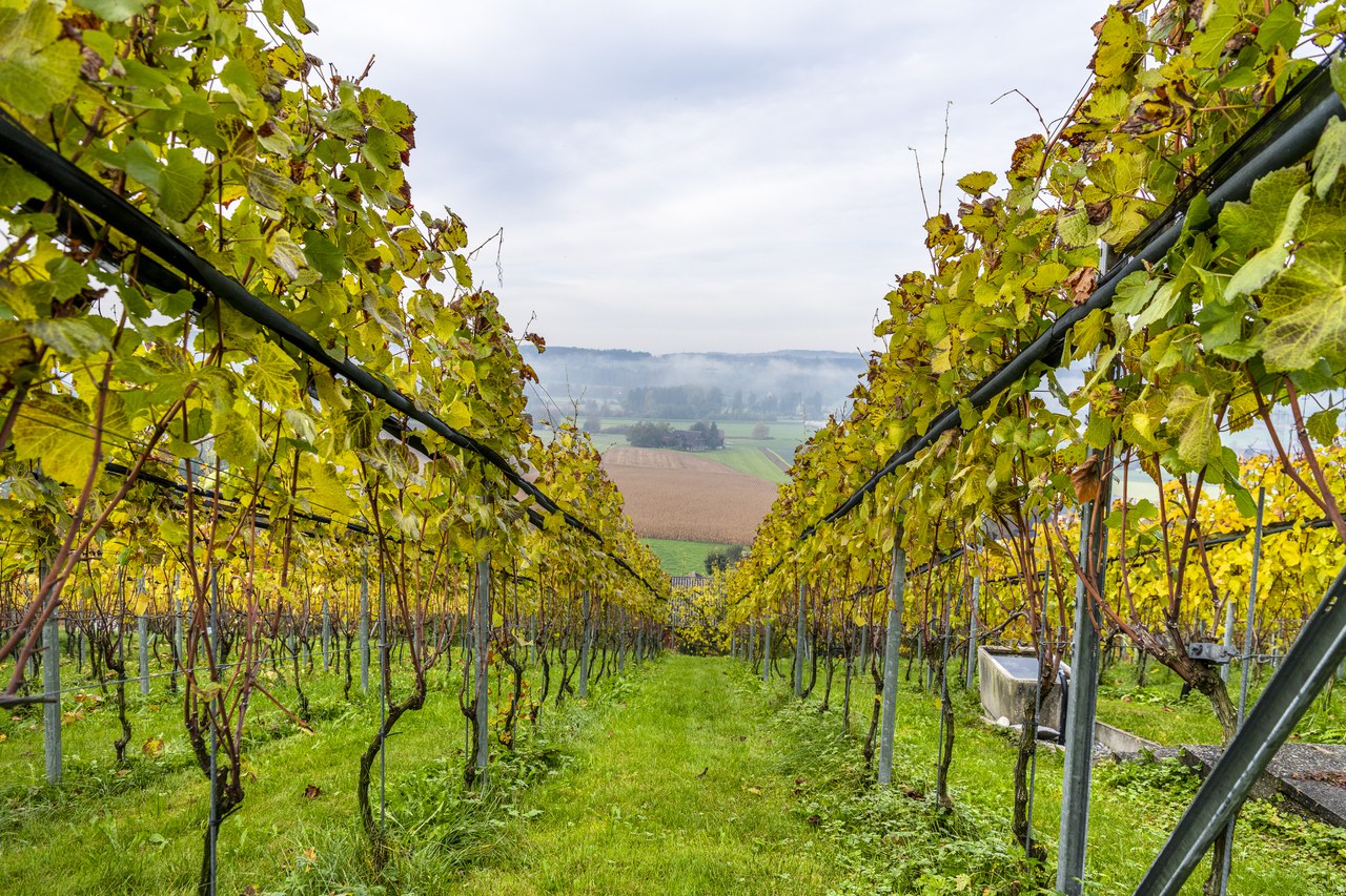 Weinreben Hünenberg