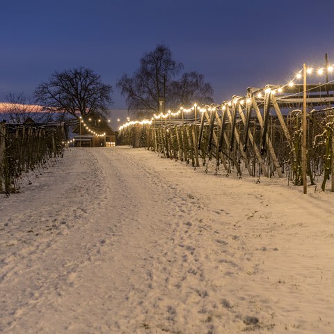 Lichterweg 2017