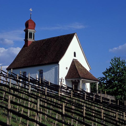 Kirchen in Hünenberg - Weinreben