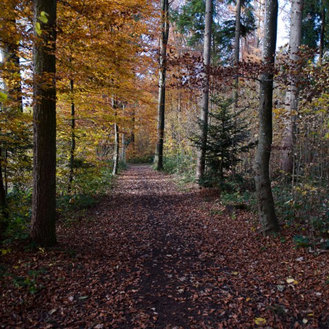 Wald, Photo andreasbusslinger.ch