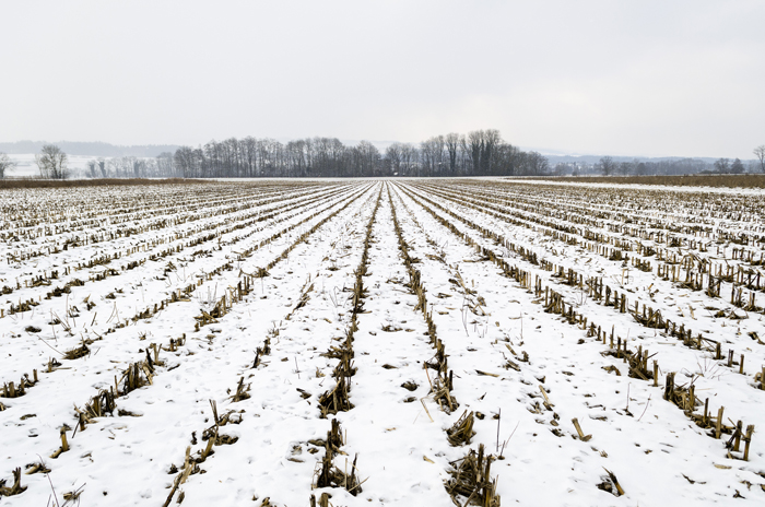 Landwirtschaft beim Bützen