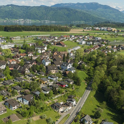 Weinreben