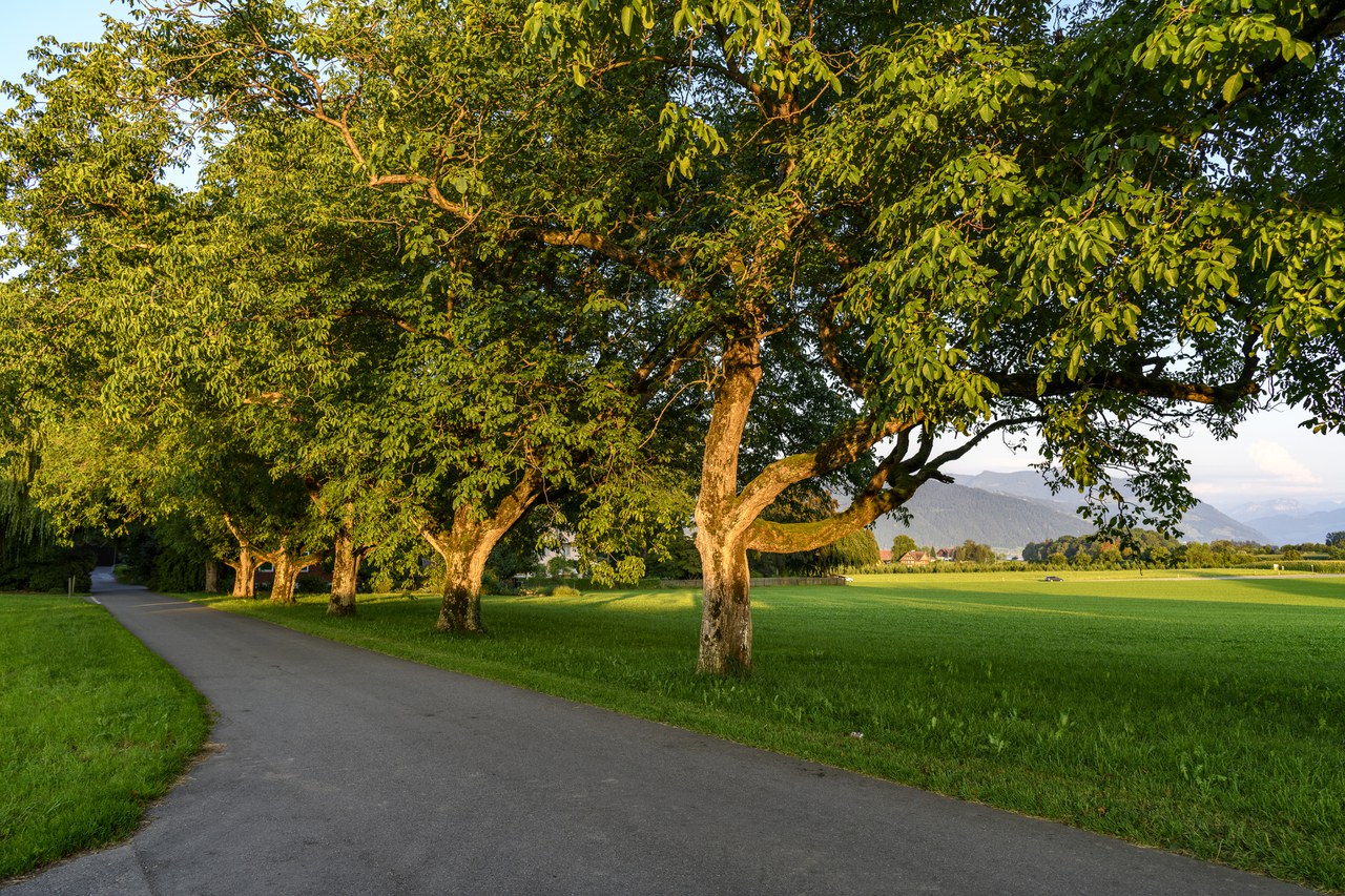 Baumallee, Langrütistrasse, Copyright andreasbusslinger.ch