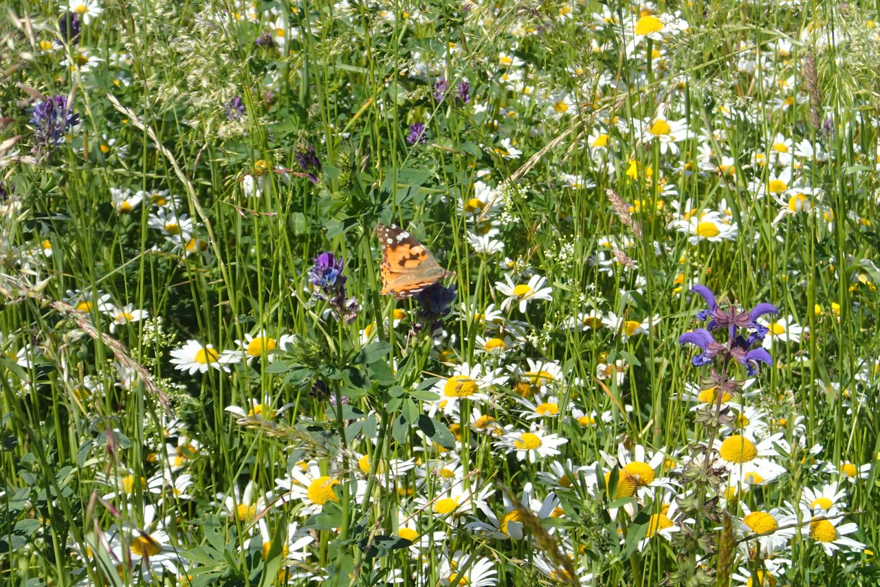 Wiese in Hünenberg, Fotograf andeasbusslinger.ch