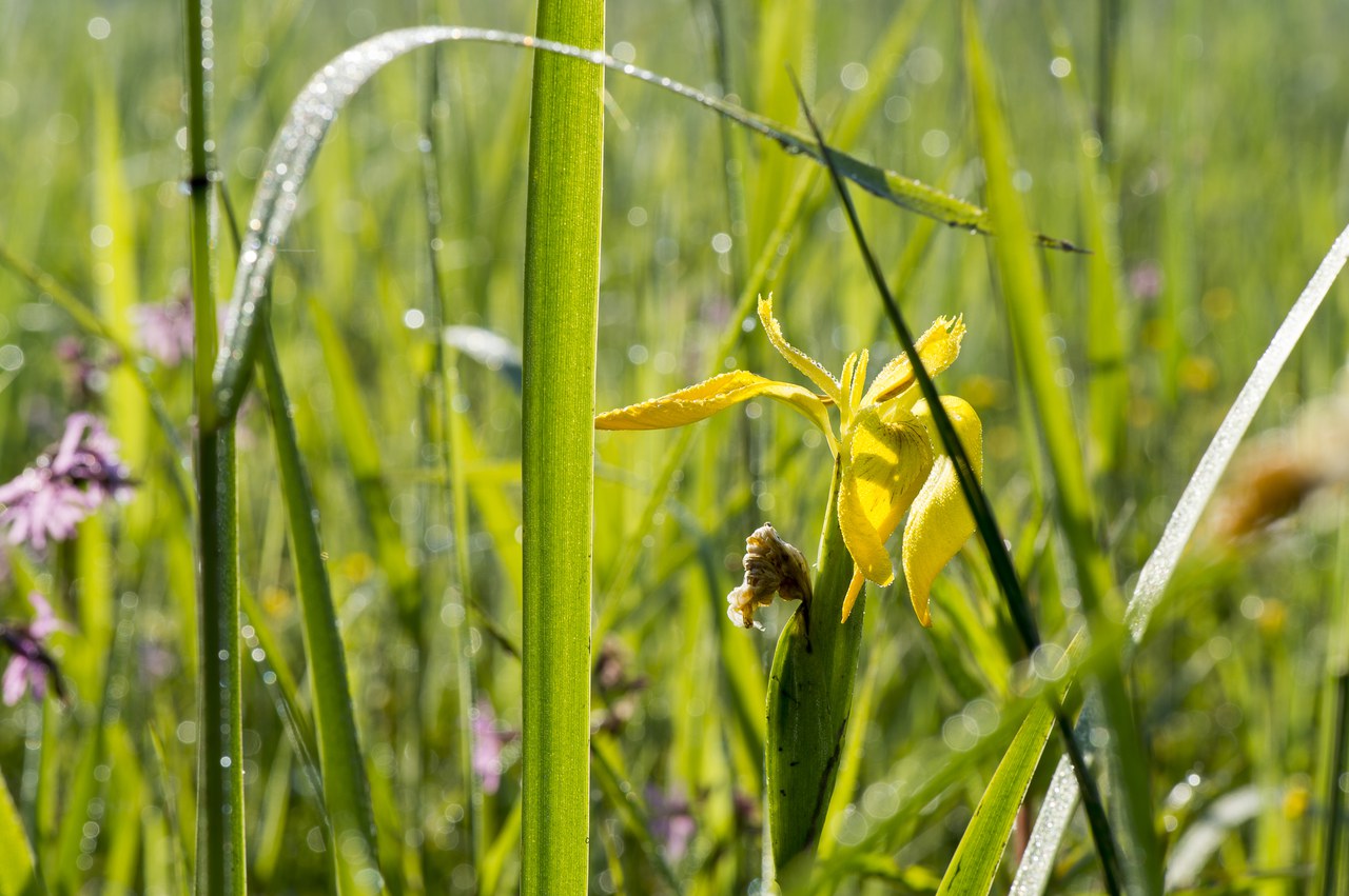 Blumen Copyright Andreas Busslinger