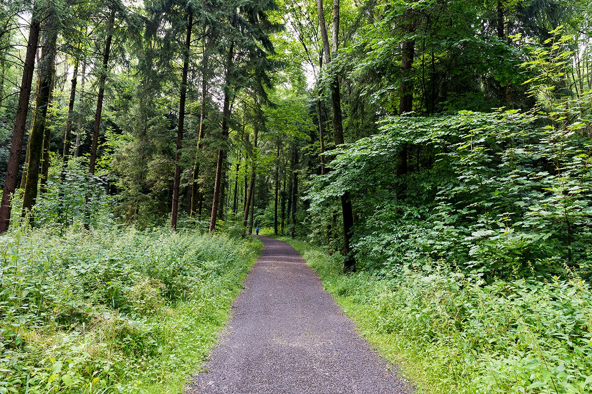 Wald