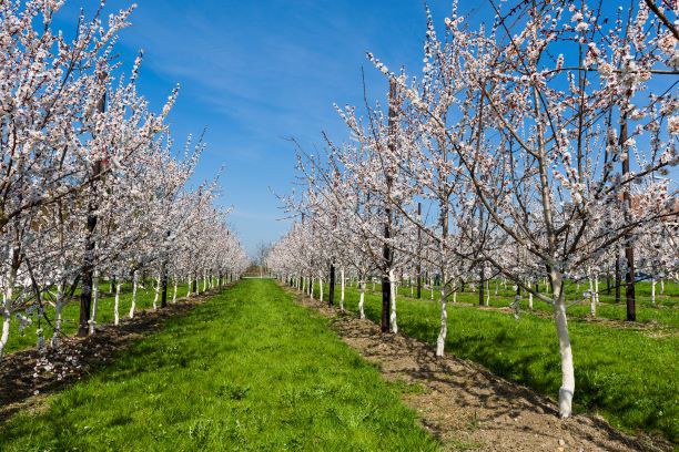 Obstbäume auf dem Hubel