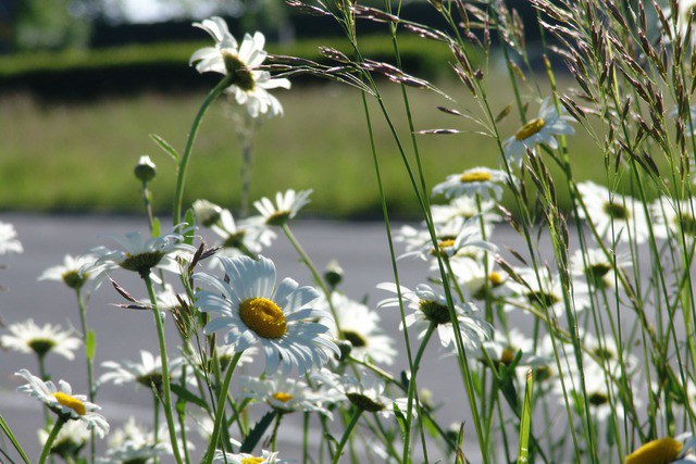 Blumen