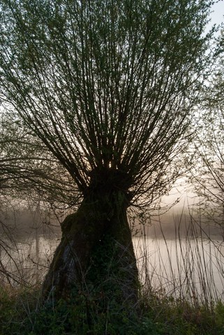 Bild Natur, Baum
