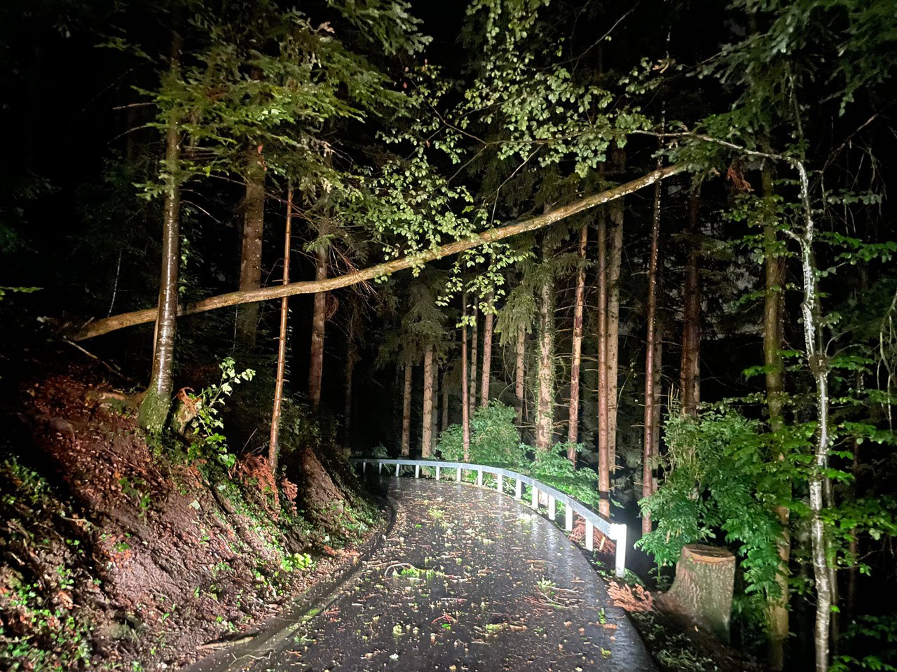 umgestürzter Baum Winzwilerstrasse