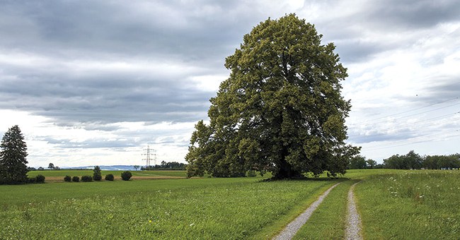 Dichterlinde
