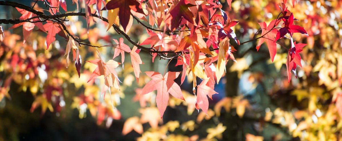 Herbstlaub