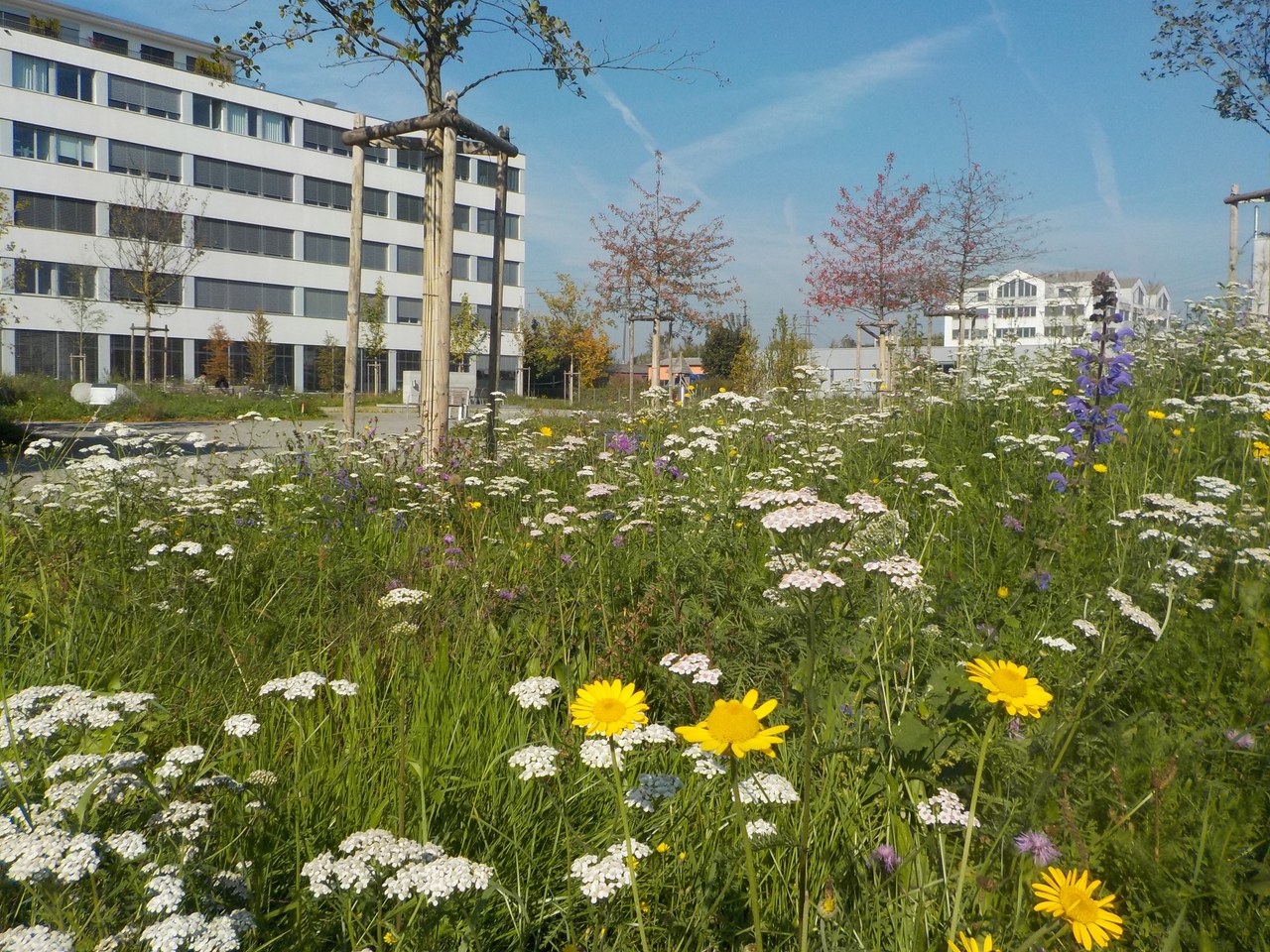 Erlenpark Rotkreuz