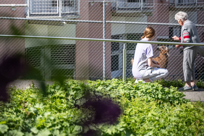 Situation im Garten mit Bewohnerin und Ziege