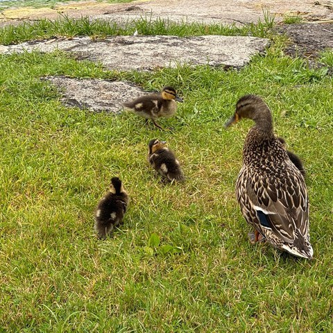 Seebad Buonas tierische Besucher