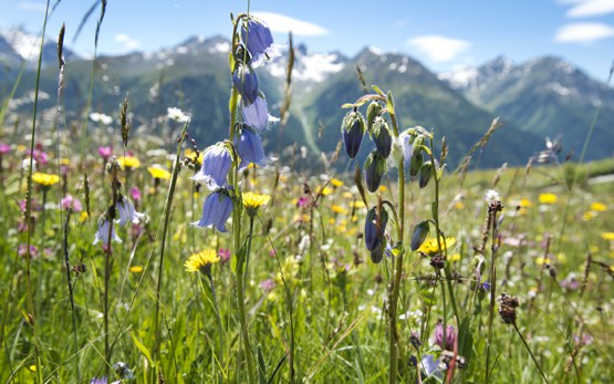 biodiversitaet