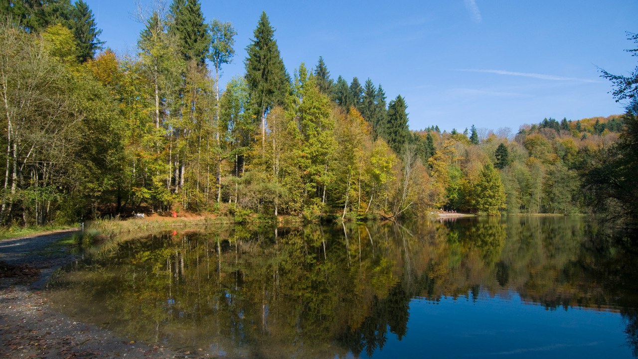 Wald Steinhausen