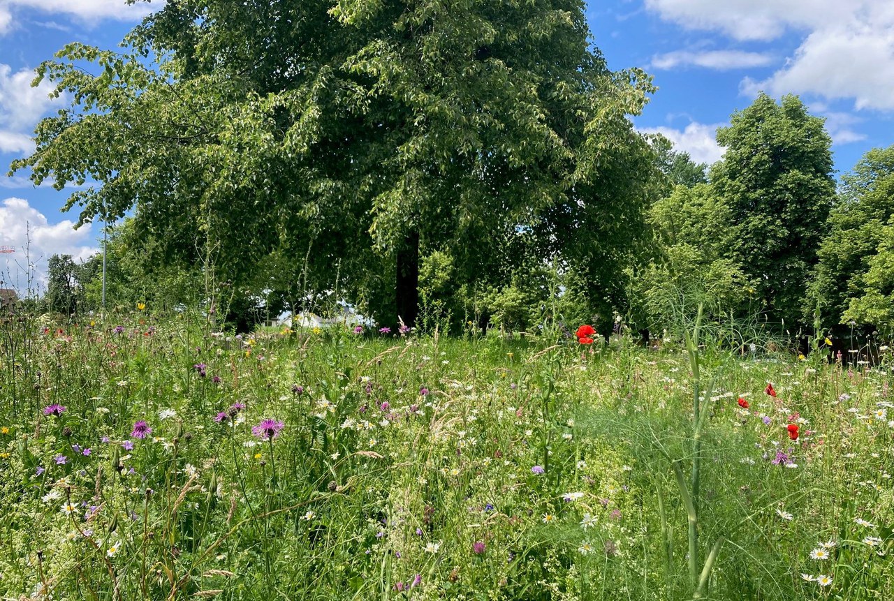 Blumenwiese