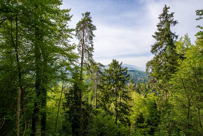 Bild Wald