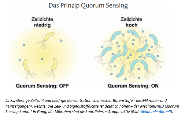 Das Prinzip Quorum Sensing