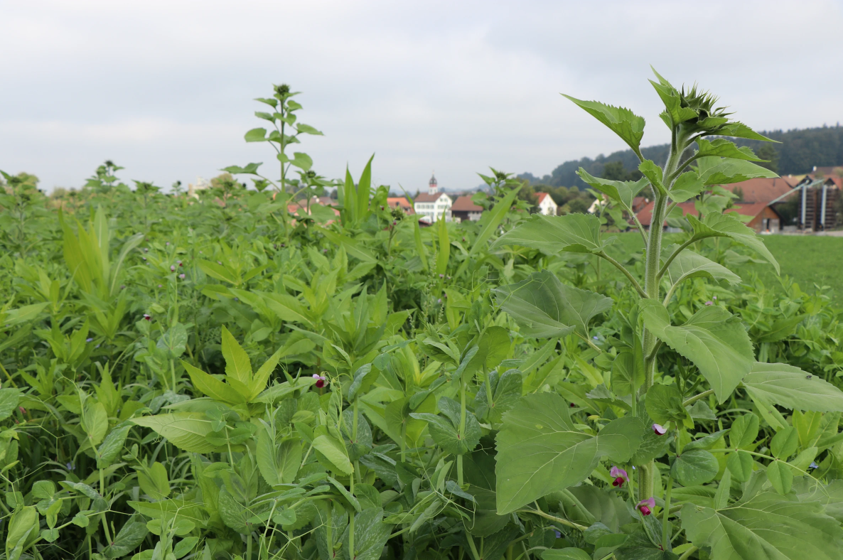 Doppelte_Gründungung
