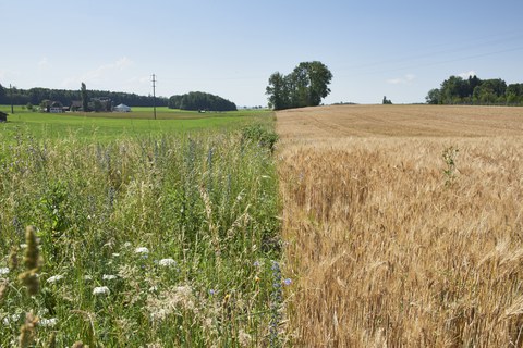 Zuger Bauerntag