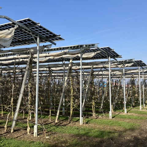 Obstbau mit Photovoltaik