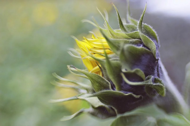 Sonnenblume