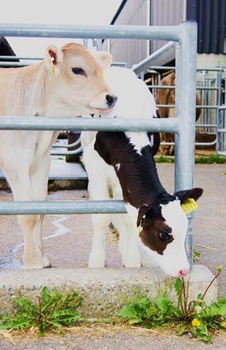 young cattle